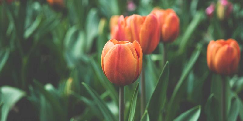 武汉金地人和19：城市核心区的品质人居新标杆