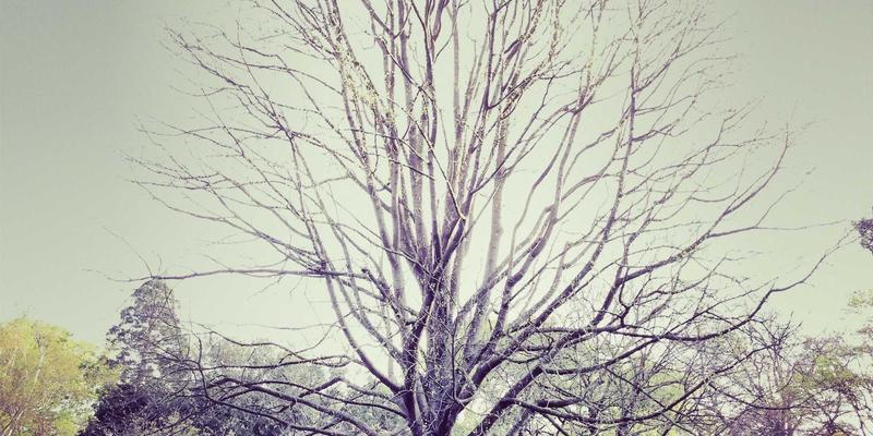 武汉金地人和82：以卓越物业管理，重塑城市人居价值典范